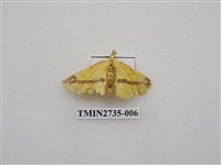 藏品(尺蛾291)的圖片